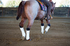 Hock Protection